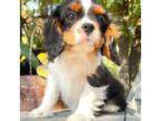 Cavalier King Charles Spaniel Puppy for sale in Whitesboro, TX, USA