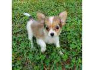 Papillon Puppy for sale in Rock Hill, SC, USA