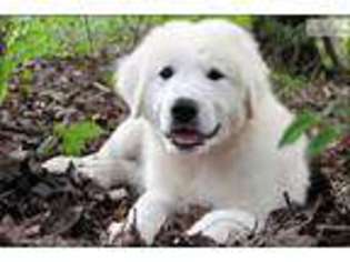 Great Pyrenees Puppy for sale in Springfield, MO, USA