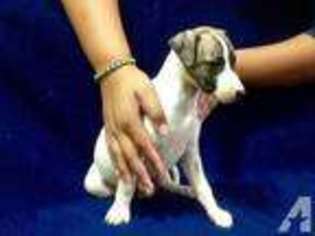 Whippet Puppy for sale in HENDERSONVILLE, TN, USA