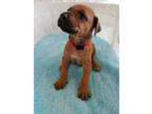 Rhodesian Ridgeback Puppy for sale in Valley Mills, TX, USA