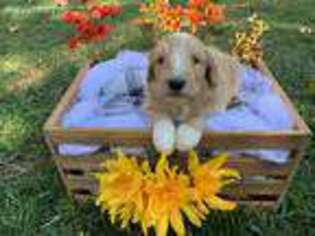 Goldendoodle Puppy for sale in Neosho, MO, USA