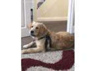 Golden Retriever Puppy for sale in Senatobia, MS, USA