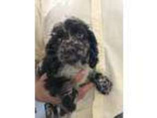 Cocker Spaniel Puppy for sale in Mount Vernon, OH, USA