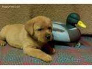 Labrador Retriever Puppy for sale in Tenino, WA, USA
