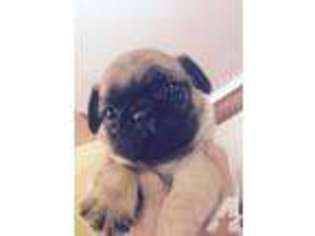 Pug Puppy for sale in MILFORD, MA, USA