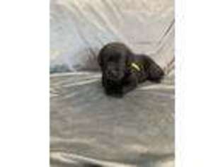 Labrador Retriever Puppy for sale in Parker, AZ, USA