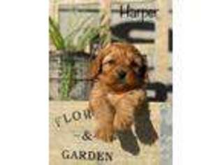 58 HQ Images Cavapoo Puppies Bluffton Indiana : Elite Puppies Home