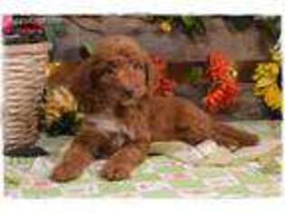Goldendoodle Puppy for sale in Wright City, MO, USA