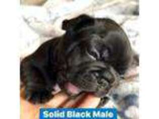 French Bulldog Puppy for sale in Laguna Park, TX, USA