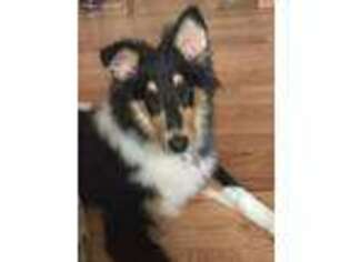 Collie Puppy for sale in Hopkinton, IA, USA