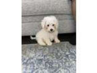Mutt Puppy for sale in Buffalo Grove, IL, USA