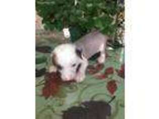 Chinese Crested Puppy for sale in Alanson, MI, USA