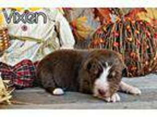 View Ad: Australian Shepherd Puppy for Sale near Texas, Waco, USA. ADN-05110984784