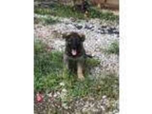 German Shepherd Dog Puppy for sale in Spencer, WV, USA