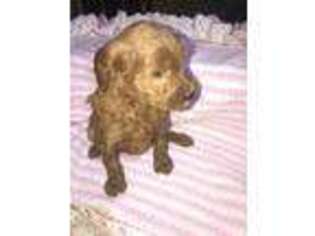 Labradoodle Puppy for sale in Gallipolis, OH, USA