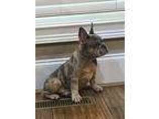French Bulldog Puppy for sale in Gilbert, SC, USA