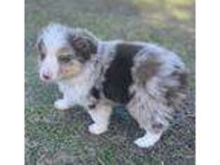 Miniature Australian Shepherd Puppy for sale in Waco, TX, USA