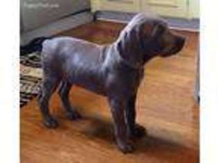 Weimaraner Puppy for sale in Harrod, OH, USA
