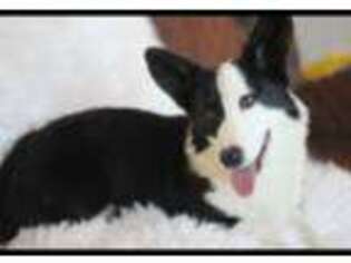 Pembroke Welsh Corgi Puppy for sale in Denison, TX, USA