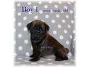 Pug Puppy for sale in Kewaunee, WI, USA