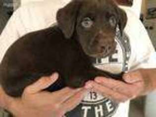 Labrador Retriever Puppy for sale in Elbert, CO, USA