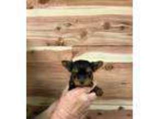 Yorkshire Terrier Puppy for sale in Loris, SC, USA