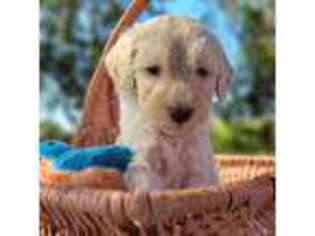 Goldendoodle Puppy for sale in Deltona, FL, USA