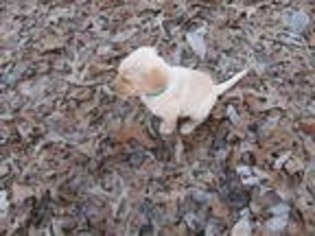 Labrador Retriever Puppy for sale in Beaverton, AL, USA