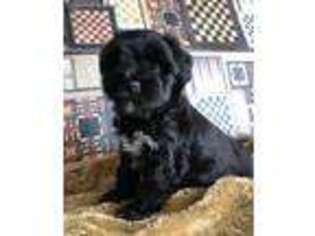 Mutt Puppy for sale in Vale, NC, USA