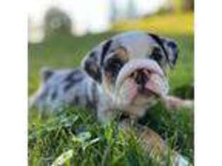 Bulldog Puppy for sale in Forest Park, IL, USA
