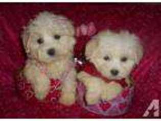 Bichon Frise Puppy for sale in WEST BLOOMFIELD, MI, USA
