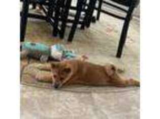 Shiba Inu Puppy for sale in Pleasanton, CA, USA