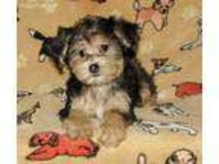 Mutt Puppy for sale in Waverly, NY, USA