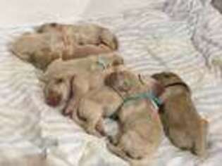 Golden Retriever Puppy for sale in Torrance, CA, USA