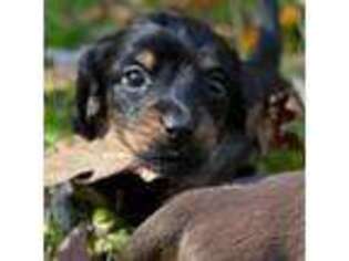 Dachshund Puppy for sale in Narrows, VA, USA