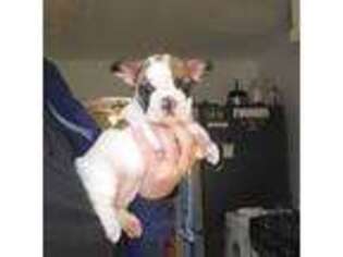 French Bulldog Puppy for sale in Varnville, SC, USA