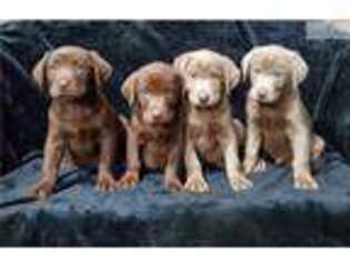 Labrador Retriever Puppy for sale in Greenville, SC, USA