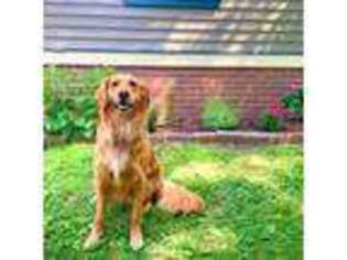 Golden Retriever Puppy for sale in Peekskill, NY, USA