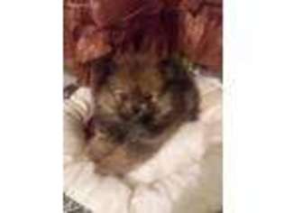 Pomeranian Puppy for sale in Ashville, AL, USA
