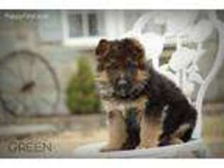 German Shepherd Dog Puppy for sale in Warrensburg, MO, USA