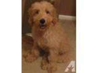 Labradoodle Puppy for sale in OVIEDO, FL, USA