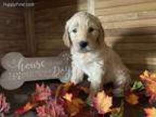Goldendoodle Puppy for sale in Beaver Creek, MN, USA