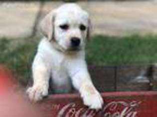 Labrador Retriever Puppy for sale in Acworth, GA, USA