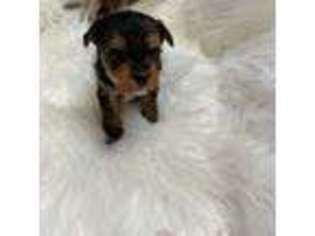 Yorkshire Terrier Puppy for sale in Kelso, WA, USA
