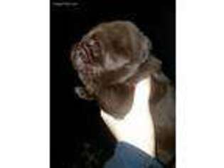 Labrador Retriever Puppy for sale in Bridgewater, ME, USA