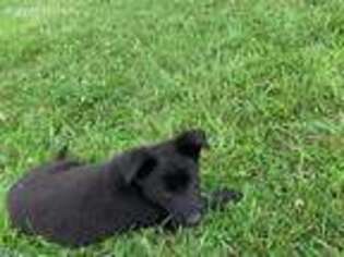 German Shepherd Dog Puppy for sale in Custer, MI, USA
