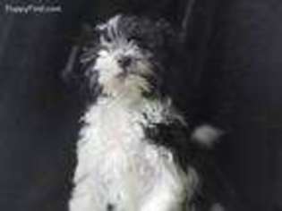 Havanese Puppy for sale in Fountain City, IN, USA