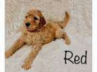 Goldendoodle Puppy for sale in Abilene, TX, USA