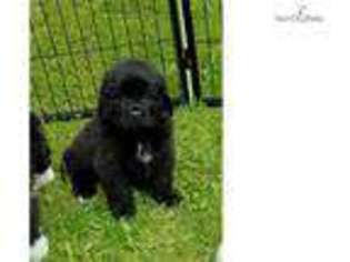 Newfoundland Puppy for sale in Sheboygan, WI, USA